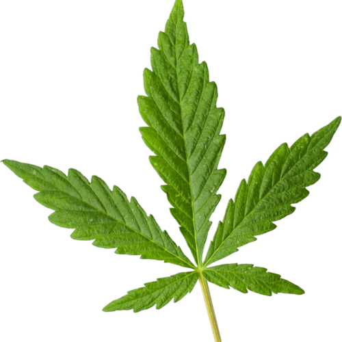 marijuana_leaf.png